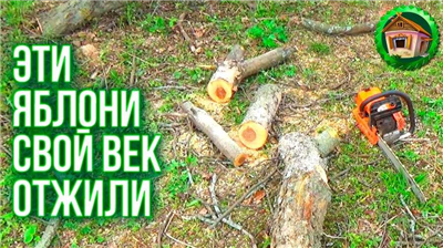 Jak legálně pokácet strom na svém pozemku v souladu se zákonem